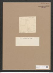 Diatomeae indet. Zeichnungen Sammlung Grunow Nr. 1447 (NHMW-BOT-W0368438)
